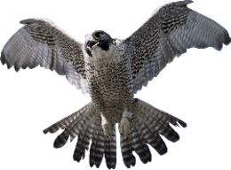 animals & falcon free transparent png image.