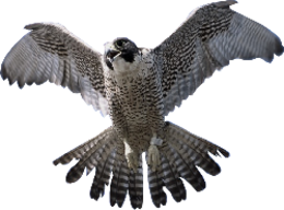 animals & Falcon free transparent png image.