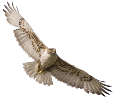 animals & Falcon free transparent png image.