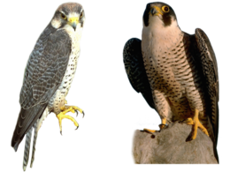 animals & Falcon free transparent png image.