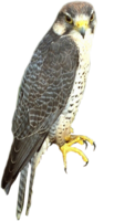 animals & falcon free transparent png image.