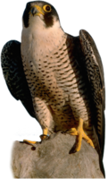 animals & falcon free transparent png image.