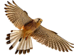 animals & Falcon free transparent png image.