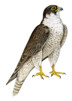 animals & Falcon free transparent png image.