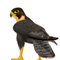 animals & Falcon free transparent png image.