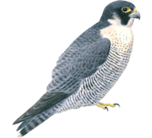 animals & Falcon free transparent png image.