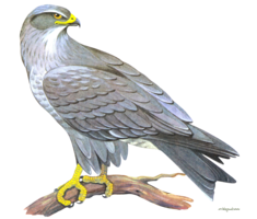 animals & falcon free transparent png image.