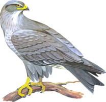 animals & falcon free transparent png image.