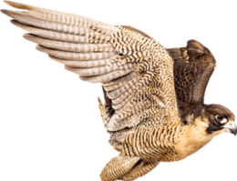 animals & Falcon free transparent png image.