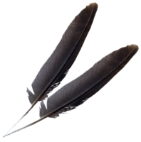 animals & Feather free transparent png image.