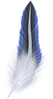 animals & Feather free transparent png image.