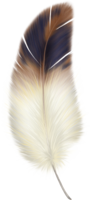 animals & Feather free transparent png image.