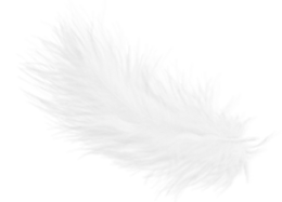 animals & Feather free transparent png image.