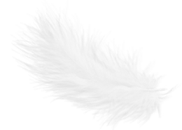 animals & feather free transparent png image.