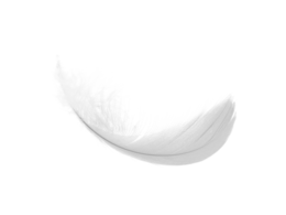 animals & feather free transparent png image.