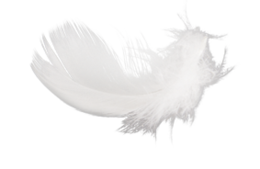 animals & Feather free transparent png image.