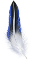 animals & feather free transparent png image.