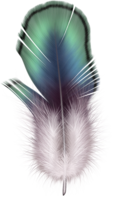 animals & Feather free transparent png image.