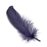 animals & Feather free transparent png image.