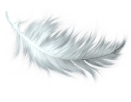 animals & Feather free transparent png image.