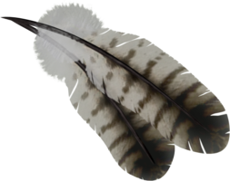 animals & Feather free transparent png image.