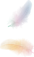 animals & feather free transparent png image.