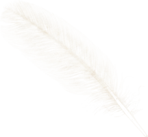 animals & feather free transparent png image.