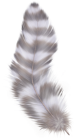 animals & Feather free transparent png image.