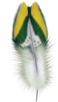 animals & feather free transparent png image.