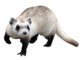 animals & Ferret free transparent png image.