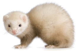 animals & ferret free transparent png image.