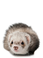 animals & ferret free transparent png image.