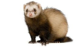 animals & Ferret free transparent png image.