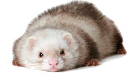 animals & ferret free transparent png image.