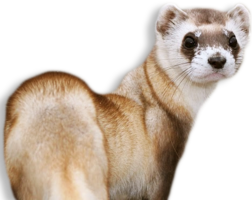 animals & Ferret free transparent png image.