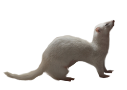 animals & ferret free transparent png image.