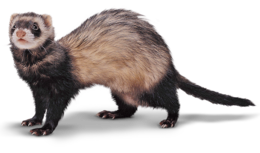 animals & ferret free transparent png image.