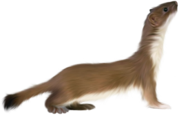 animals & ferret free transparent png image.