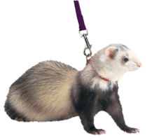 animals & Ferret free transparent png image.