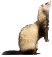 animals & Ferret free transparent png image.