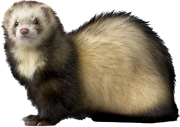 animals & ferret free transparent png image.