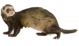 animals & Ferret free transparent png image.