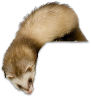 animals & Ferret free transparent png image.