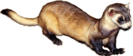 animals & Ferret free transparent png image.