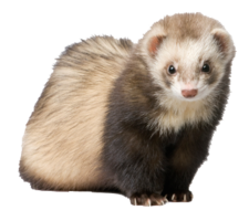 animals & Ferret free transparent png image.