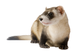 animals & Ferret free transparent png image.