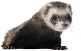 animals & Ferret free transparent png image.