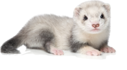 animals & Ferret free transparent png image.