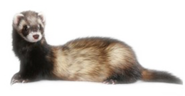 animals & Ferret free transparent png image.