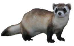 animals & ferret free transparent png image.